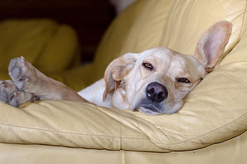 Dog, sweet, animal, dogs, cute, beautiful, puppys, puppy, pretty, animals, lovely HD wallpaper