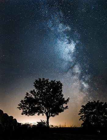 Nature, Trees, Stars, Night, Dark, Silhouettes, Milky Way HD phone wallpaper