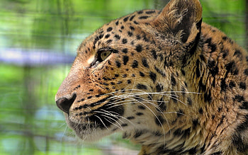 Animals, Leopard, Muzzle, Predator, Color, Profile HD wallpaper