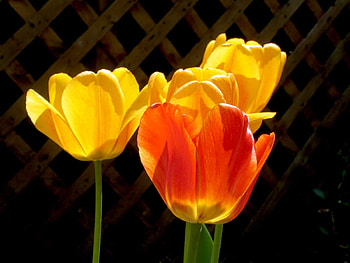 TULIPS, LEAF, PETALS, COLORS, STEMS HD wallpaper