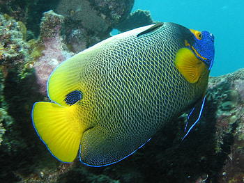 underwater world, s, a, d, f HD wallpaper