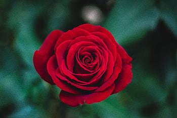 Flowers, Rose Flower, Rose, Bud HD wallpaper