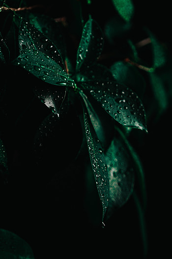 Leaves, Drops, Macro, Dark, Wet, Darkness HD phone wallpaper