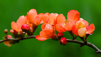 Flowers bloom, flowers, plants, orange, bloom HD wallpaper