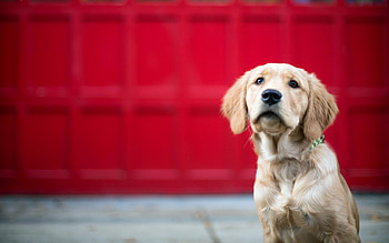 Dog, sweet, pay, dogs, puppies, cute, beautiful, beauty, playful, playful dog, puppy, dog face, pretty, animals, face, bubbles, lovely HD wallpaper