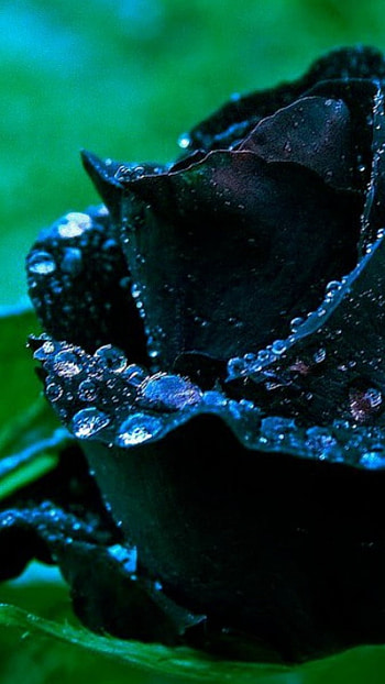 Black Rose, Nature Beauty HD phone wallpaper