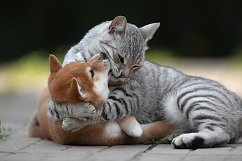 Cuddles with friend, dog, animal, puppy, kitty, Cat HD wallpaper