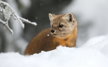 Marten, winter, animal, snow HD wallpaper