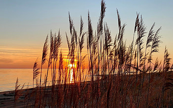 Sunset with Reeds, Latvia, sea, beach, sunset, reeds HD wallpaper