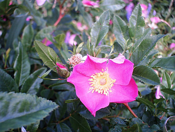 Rose-Sauvage HD wallpaper