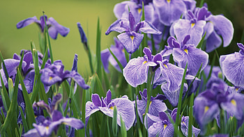 Plants, Flowers HD wallpaper