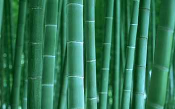 Bamboo , Natural beauty, Exquisite bamboo, Tranquil background HD wallpaper