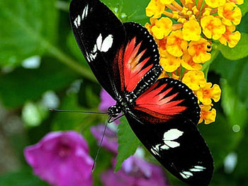 BEAUTIFUL WINGS, other, nature, butterfly, animals HD wallpaper