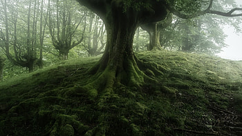 Forest, mist, moss, nature, tree HD wallpaper
