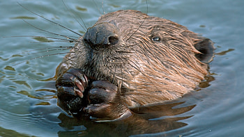 Beaver in nature, Forest dweller, Semi-aquatic mammal, Tail dweller HD wallpaper