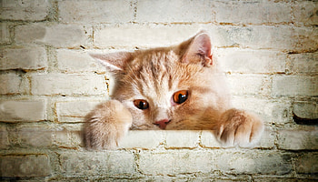 Ana lu`Manole :)), sweet, cats, cat, animals HD wallpaper