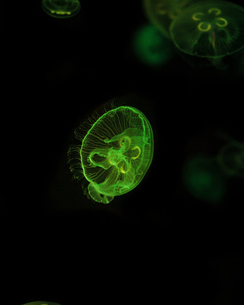 Animals, Jellyfish, Glow, Underwater World, To Swim, Swim HD phone wallpaper