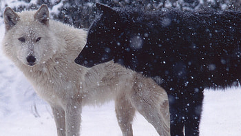 ... Background Full . wolves, pair, predator, snow, dogs HD wallpaper