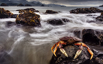 Animals, Stones, Sea, Crab, Claws HD wallpaper