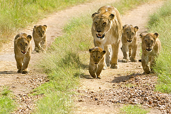 Animals, Lions, Young, Cubs, Lion Cubs, Walking, Walk HD wallpaper