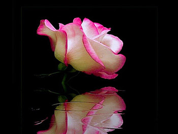 Reflection, rose, pink, flower HD wallpaper