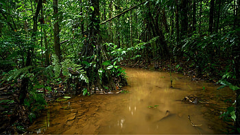 Shining rainforest, Rainy season allure, Rainforest expeditions, Natural harmony HD wallpaper