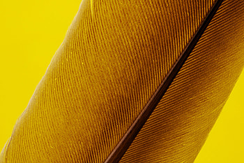 Feather, Macro, Lines, Stripes, Streaks, Pen HD wallpaper