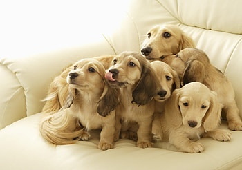 Animals, To Lie Down, Lie, Muzzle, Puppies, Lots Of, Multitude HD wallpaper
