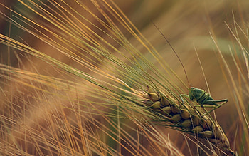 Wheat, Grasshoppers HD wallpaper