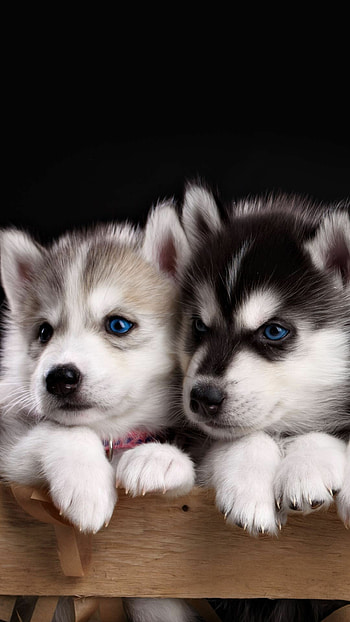 Siberian Husky , Variety of options, Impressive collection, Background choices HD phone wallpaper