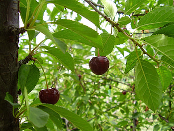 Food, Grass, Cherry, Leaves HD wallpaper