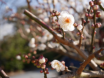 Flowers, Wood, Tree, Bloom, Flowering, Spring HD wallpaper