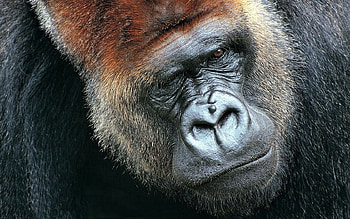 Animals, Muzzle, Monkey, Sight, Opinion, Wool HD wallpaper
