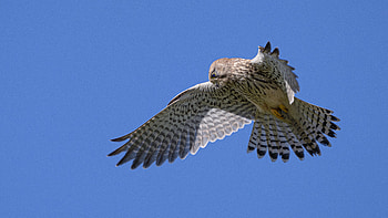 Animal, bird HD wallpaper