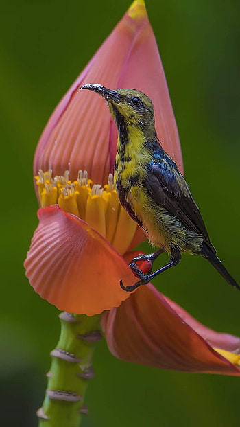 Sunbird, Beautiful HD phone wallpaper