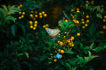 Flowers, Leaves, Plant, Macro, Butterfly, Wildlife HD wallpaper