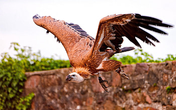 Animals, Bird, Predator, Wings, Swing HD wallpaper