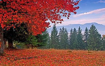 Holidays, Trees, Autumn HD wallpaper