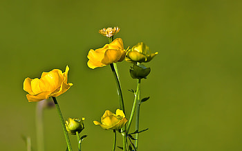 Plants, Flowers HD wallpaper