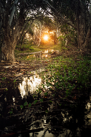 Nature, Rivers, Sun, Forest HD phone wallpaper