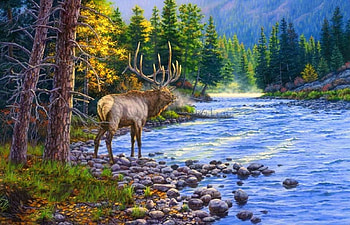 Trophy in the Canyon, falls, colors, forests, paintings, beautiful, love four seasons, reindeer, trees, autumn, nature, rivers HD wallpaper