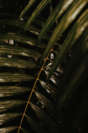 Leaves, Plant, Macro, Branch, Glossy HD phone wallpaper