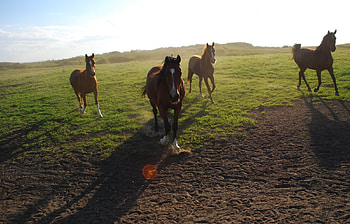 Animals, Horses HD wallpaper