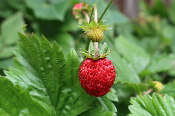 Strawberry, Macro, Berry, Wild, Wild Strawberries HD wallpaper