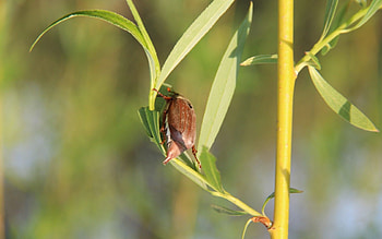 Macro, Wood, Tree, Spring, Bug, Beetle HD wallpaper