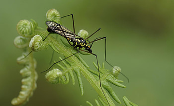 insect nature, Arthropod wildlife, Leaf animal, Biology studies HD wallpaper