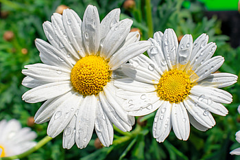 Camomile close up, camomile, garden, drops, beautiful, summer, wet, pretty, flower, dew HD wallpaper