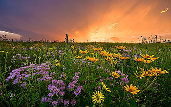 Landscape, Flowers, Sunset, Fields HD wallpaper