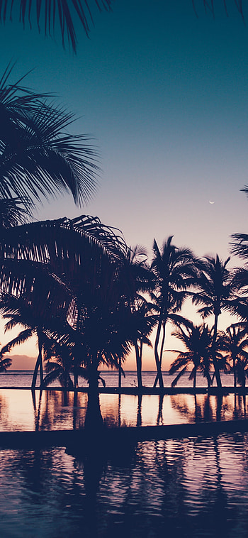 Dawn dark sunset, Palm tree resort HD phone wallpaper