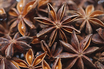 Anise Plant, wonder, Star anise allure, Stunning visuals HD wallpaper